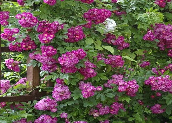 почвопокровные розы сиреневые. роза почвопокровная перпл рейн. мускусные розы раймонд приват. роза почвопокровная сиреневый дождь. роза луи блерио (лавендер мейдиланд).