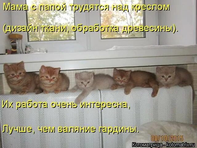 кот таити таити. хороший тамада и конкурсы интересные. лучшие гифки. хороший тамада мем. интересно неплохо.