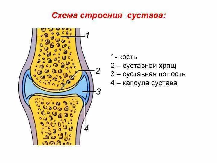 Какие структуры сустава обозначены цифрами. Строение сустава суставная капсула. Суставная поверхность строение сустава анатомия. Коленный сустав анатомия строение кости. Строение кости хрящ.