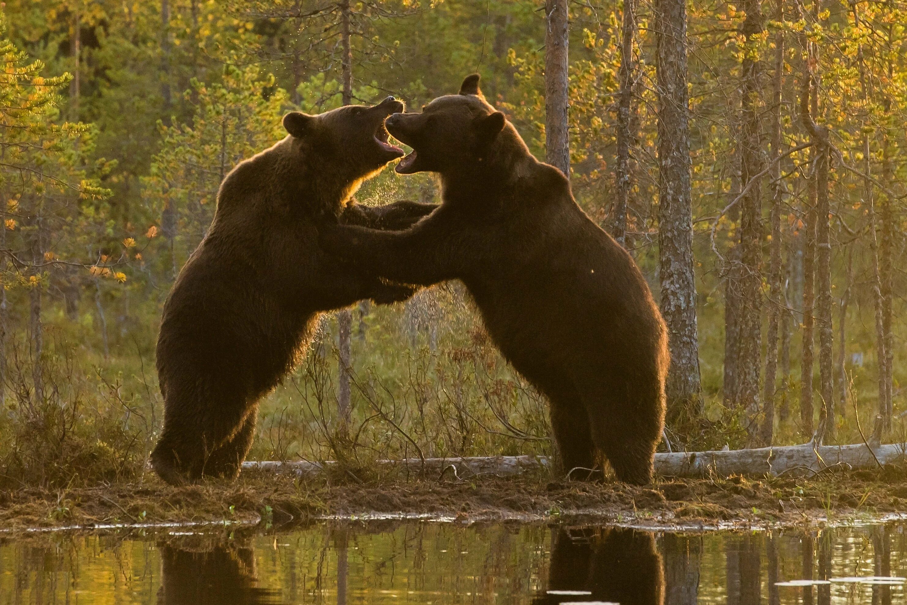 Два медведя. Бурый медведь драка. Медведи дерутся. Bears 2 shop