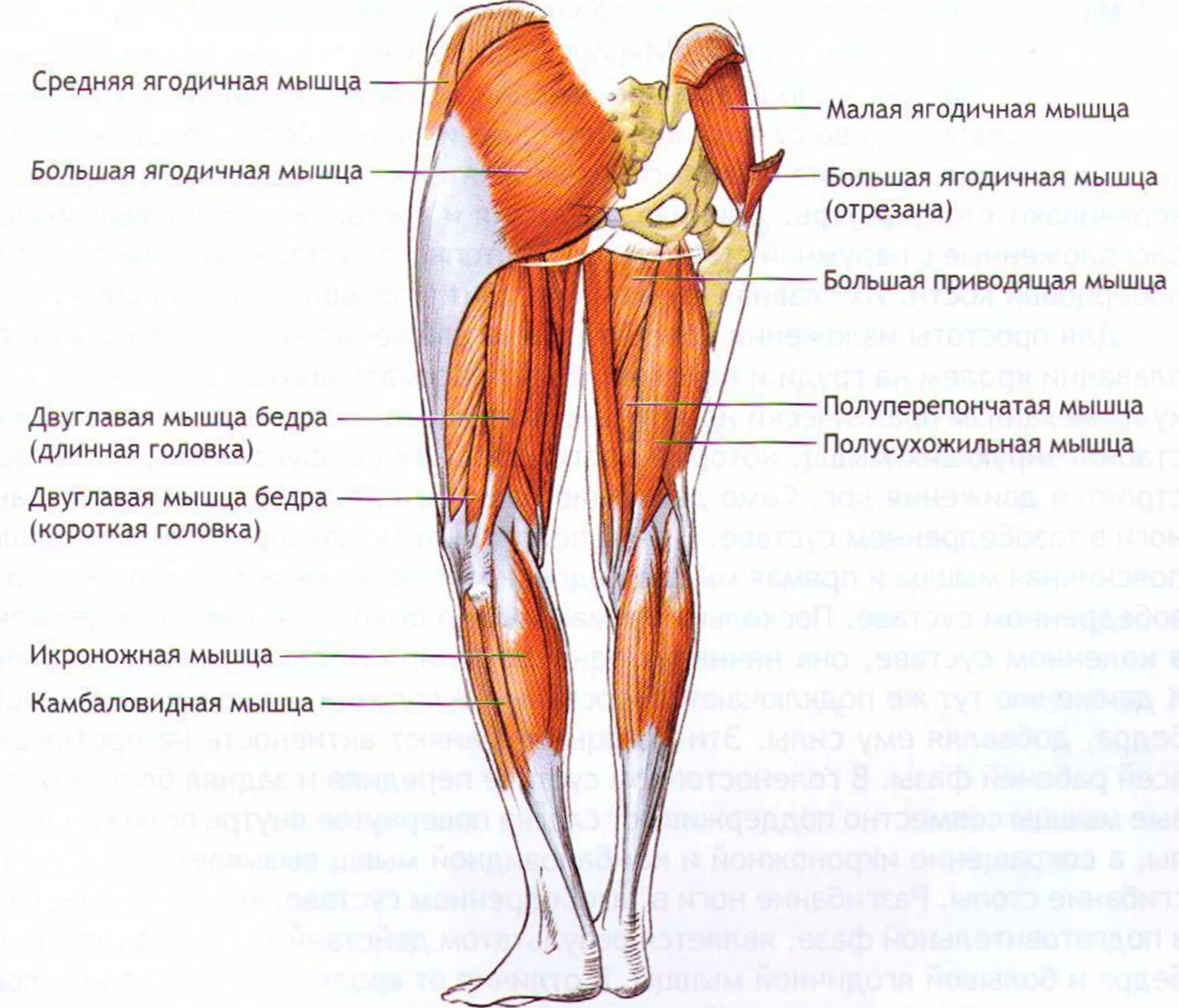 В области ляшек. Мышцы задней поверхности бедра анатомия. Мышцы бедер и ягодиц анатомия. Анатомия задних мышц ног. Мышцы задней поверхности бедра и голени.
