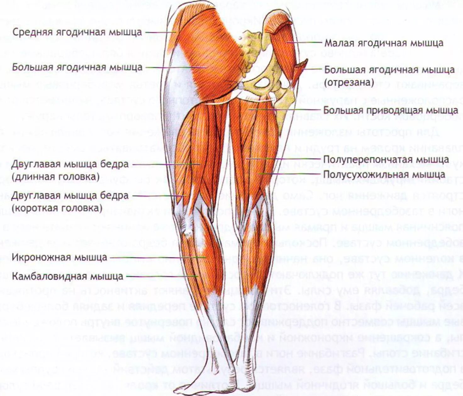 Ягодицы где находится у человека