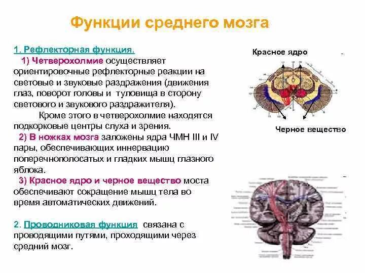 Зрительный и слуховой ориентировочный рефлекс. Функция верхних Бугров четверохолмия головного мозга. Функции четверохолмия головного мозга. Основные ядра среднего мозга и их функции. Средний мозг структура и функции.