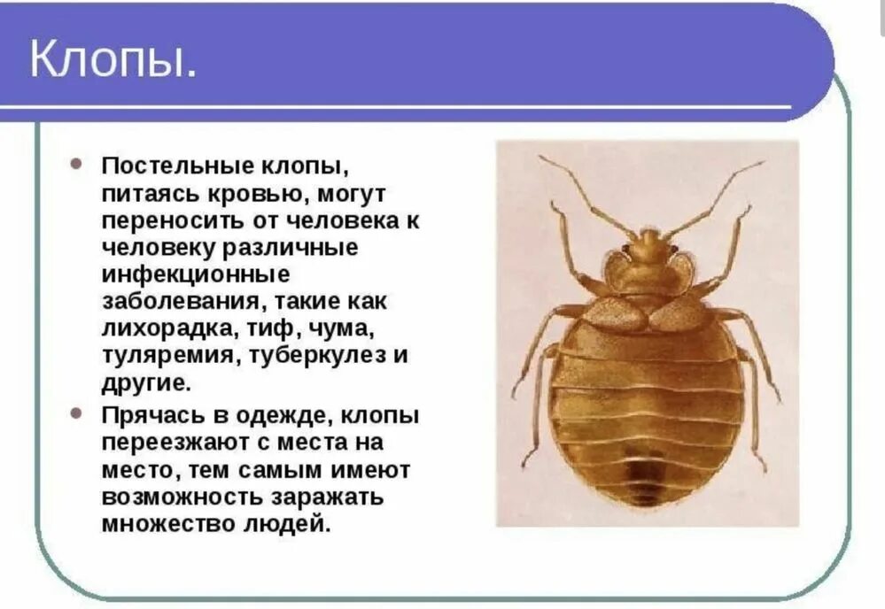 Какие среды освоили жуки. Клоп постельный переносчик возбудителей. Постельный клоп (Cimex lectularius). Постельный клоп пути распространения заболеваний. Представители полужесткокрылых насекомых.