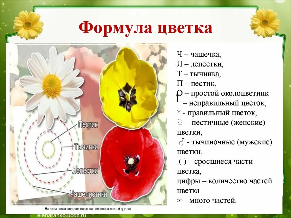 Формула цветка по биологии *ч5л5т. 2 формула цветка. Формула цветка ч5л1+2+2т9+1п1. Формула цветка *ca(5+5)co5 a∞ g1. 2 формула цветка.