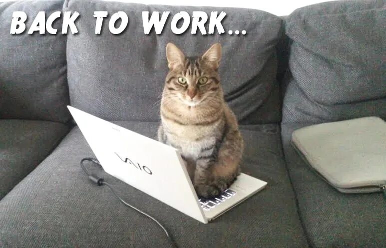 I get to go to work. Back to work. back to work картинка. back to work мем. get back to work мем.