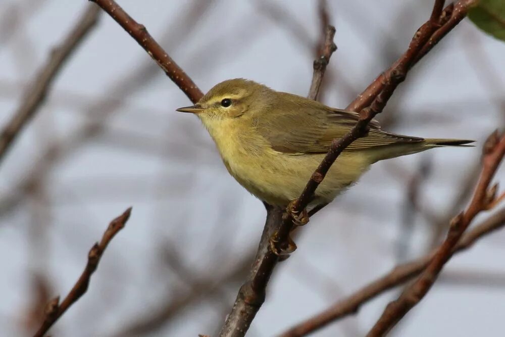 Пеночка-весничка. Птичка пеночка весничка. Пеночка-весничка (Phylloscopus trochilus). Пеночка трещотка, весничка теньковка. Весничка это