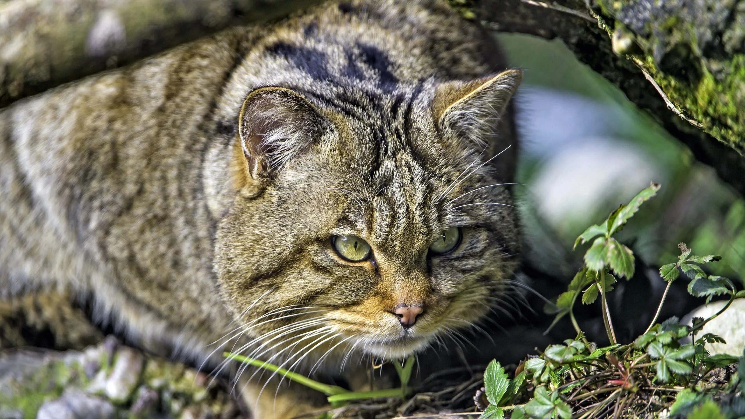 Дикие кошки котов