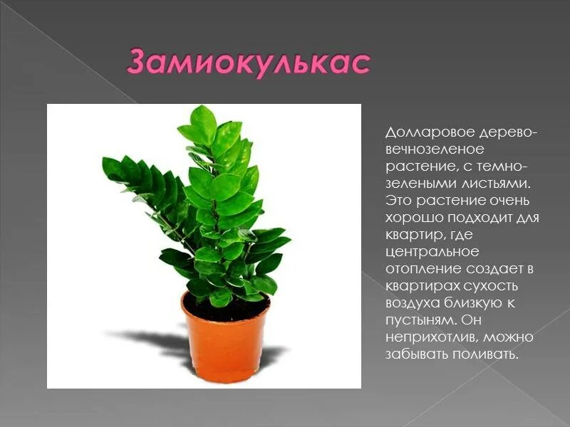 Замиокулькас (33 фото): посадка, выращивание, уход в домашних условиях
