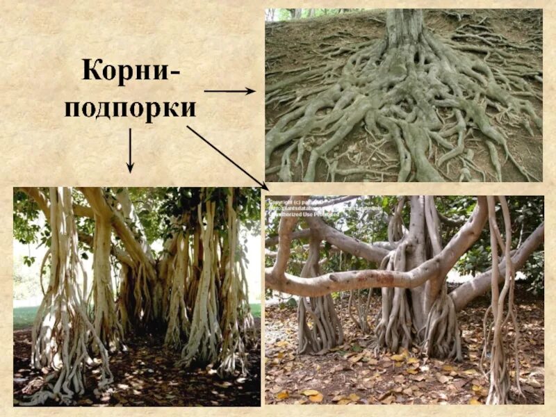 Корень дерева функции