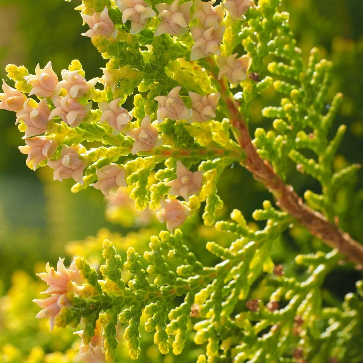 туя западная почки. туя западная цветет. туя западная лисий хвост. туя западная цветение. туя западная цветение.