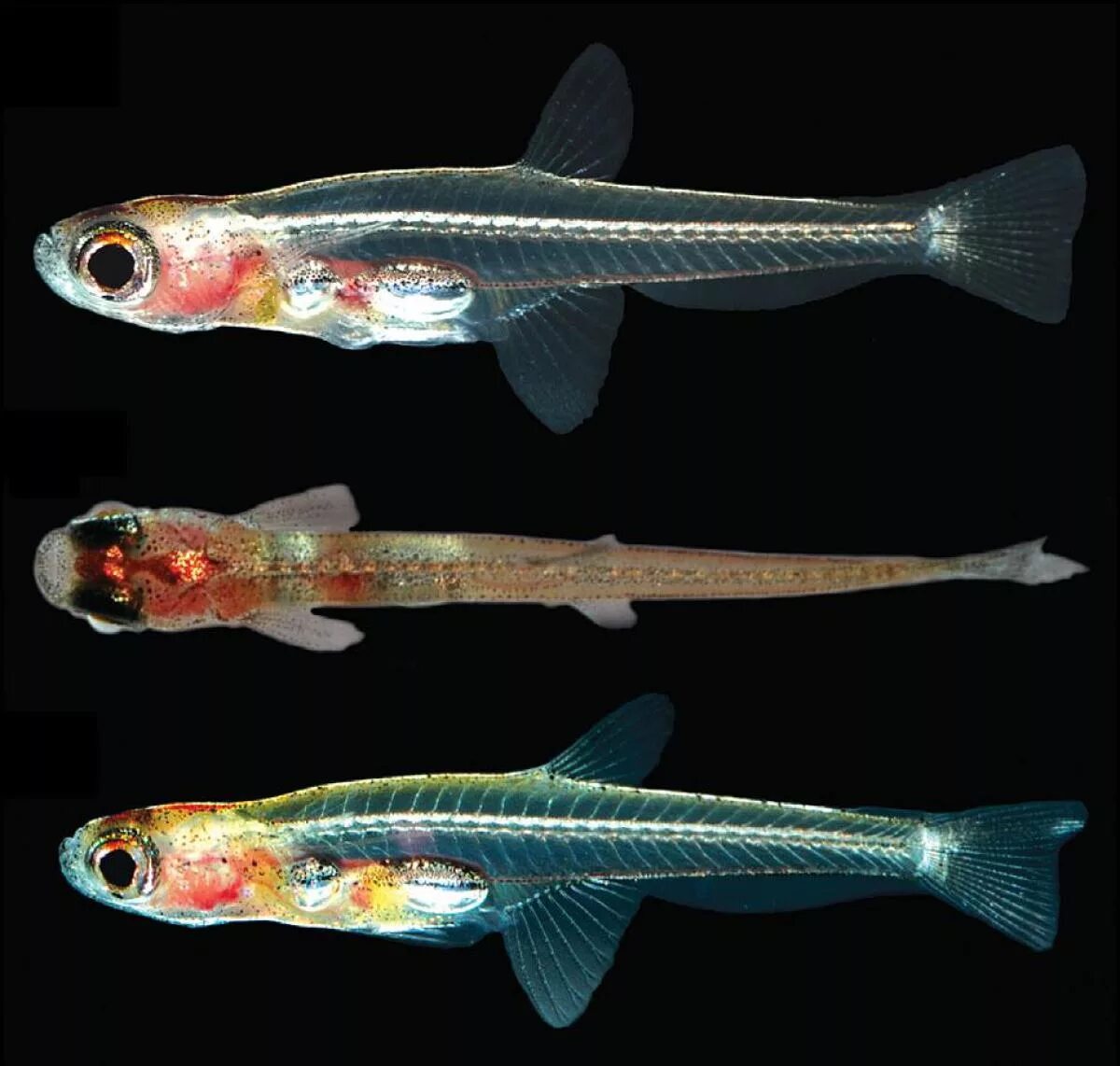 Рыбка шиндлерия. Самая мелкая рыба. Малек геринохейлуса. Самая мелкая рыба. Малек голубого марлина.