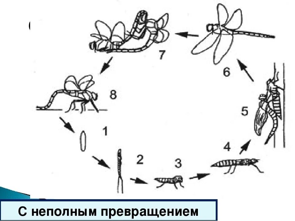 Какой тип развития характерен для стрекозы красотки. Развитие с неполным превращением Стрекозы. Жизненный цикл Стрекозы схема. Циклы развития насекомых Стрекоза. Схема развития насекомых с неполным превращением.