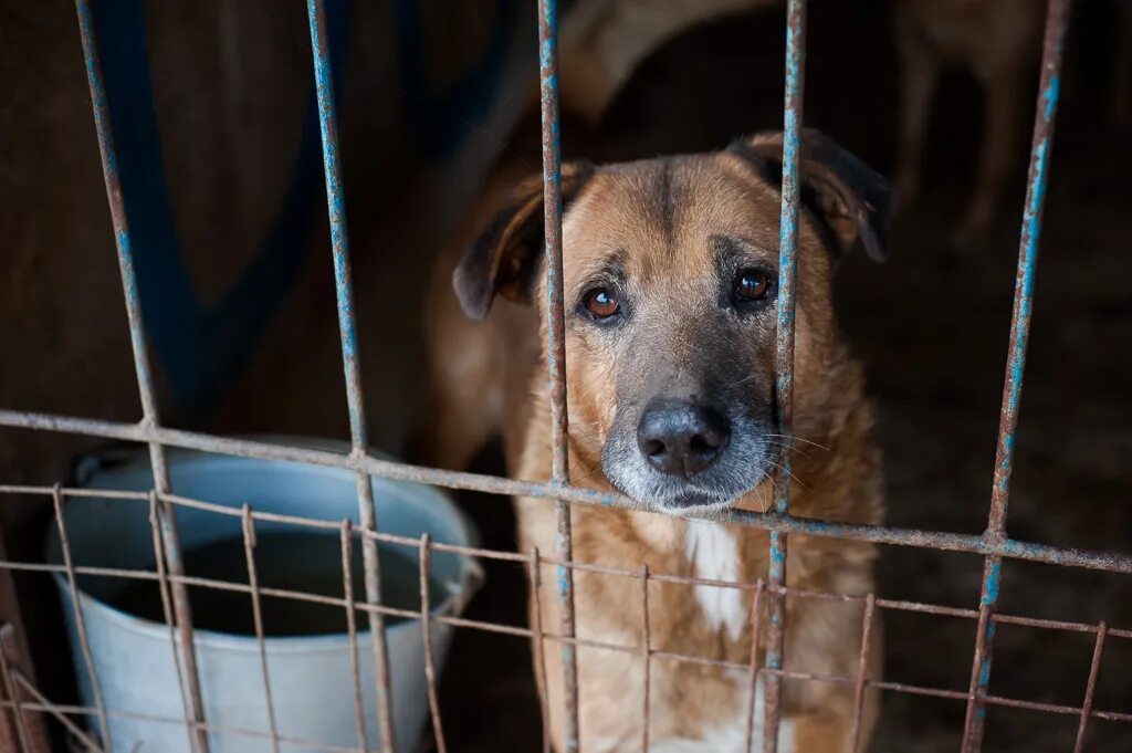 приют для собак петропавловск-камчатский. приют любимец тамбов. мини приют в тамбове. любимец приют для животных в туле. приют для животных в тамбове любимец.
