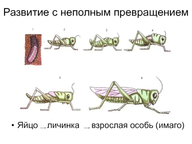 Цикл развития насекомых с неполным превращением. Фазы развития насекомых с неполным превращением. Развитие насекомого саранчи с неполным превращением. Стадии развития насекомых с неполным превращением.