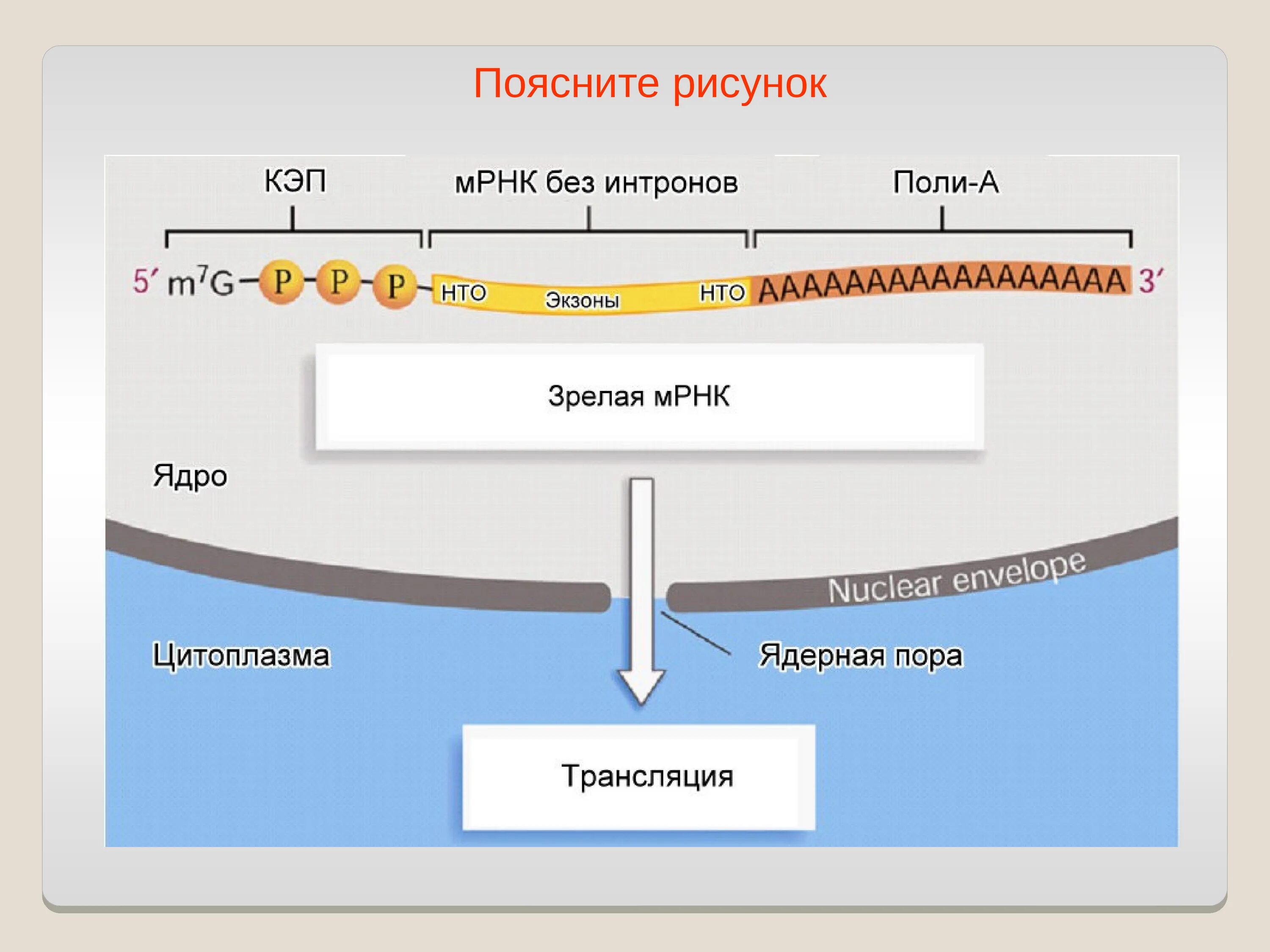 Транскрибируемая днк направление. Процесс транскрипции. Транскрипция биология. Транскрипция презентация. Транскрипция ДНК презентация.