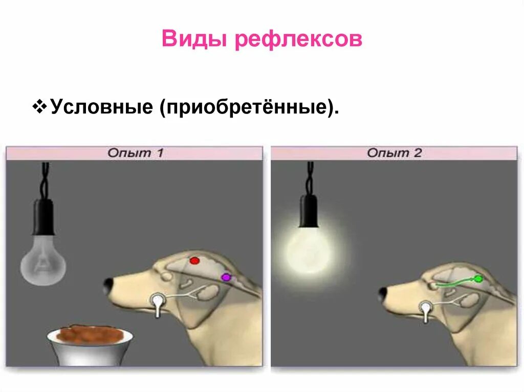 Какова роль условных рефлексов в жизни человека. Условный рефлекс. Виды рефлексов. Типы условных рефлексов. Условные рефлексы у человека.