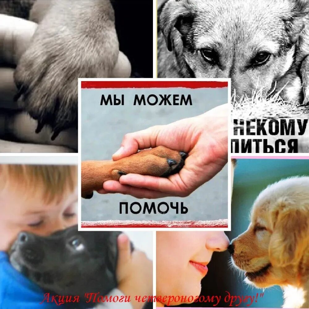 Чит помощь животным. Помощь бездомным животным. спасать бездомных животных. поможем бездомным животным. gjvjufwnt ,tpljuvysv ;bdjnysv.