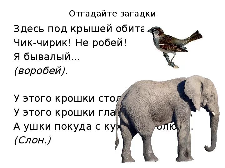 Черный воробей слон. Черный воробей слон. Черный воробей слон. Черный воробей слон. Черный воробей слон.