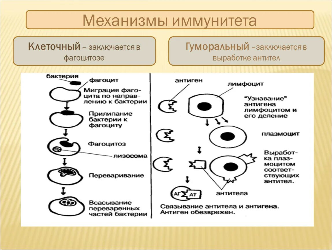 Иммунная составляющая. Схемы механизма образования иммунитета. Механизм образования гуморального иммунитета схема. Схема клеточного механизма образования иммунитета. Схема механизма образования иммунитета клеточный фагоцитоз.