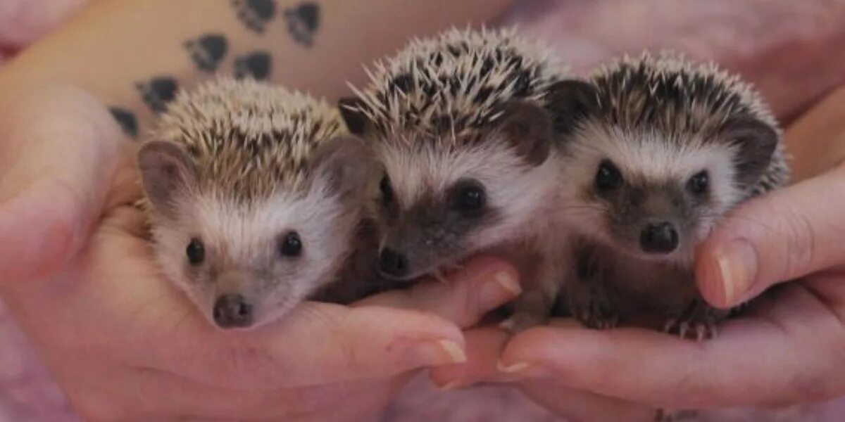 новорождённые ёжики. детеныш дикобраза. ежата ежата. детеныш ужа. ежик.