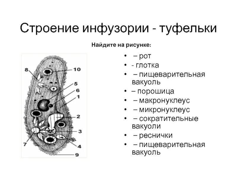 Инфузория туфелька строение 7 класс. Биология 7 класс инфузория туфелька строение и функции. Инфузория туфелька строение 6 класс. Строение и функции инфузории туфельки. Инфузория туфелька структура