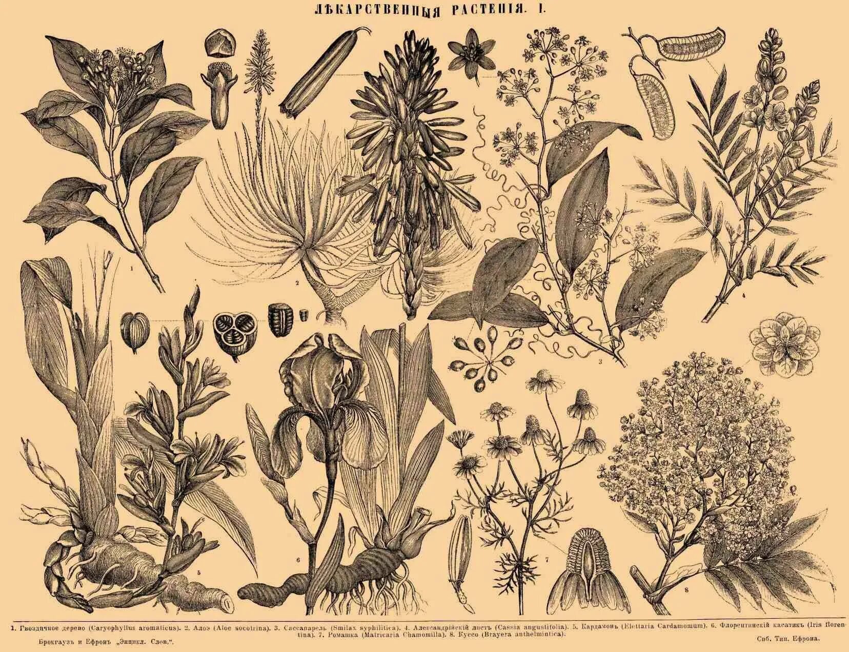 Ботанический атлас Моррис. Ботанический атлас 18 век. Можжевельник Ботанический атлас. Ботанический атлас гравюра. Ботаника хочет