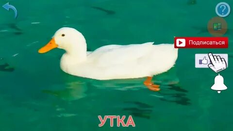 Белая уточка