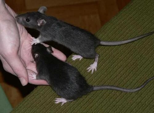 Возраст декоративных крыс. Крысы в первый месяц. Крыса дамбо по месяцам. Крысята в месяц. Крыса в месяц.