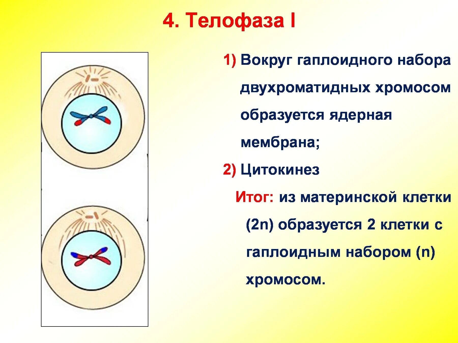 Телофаза и цитокинез 1. Телофаза и цитокинез 2. Мейоз телофаза 1 гаплоидный набор. Мейоз 2 телофаза 2.