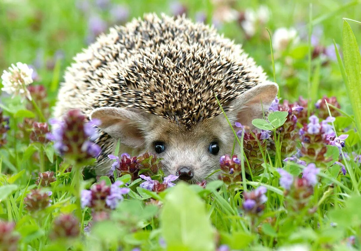 Тенрековые насекомоядные. Большой ежовый тенрек. Tenrec ecaudatus. Большой ежовый тенрек. Ежовый тенрек.