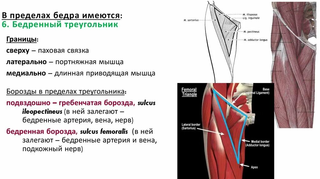 Бедренный треугольник топографическая анатомия. Скарпов треугольник анатомия. Бедренный треугольник анатомия содержимое. Бедренный скарповский треугольник.