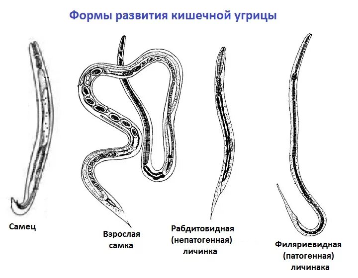 Рабдитовидные личинки угрицы кишечной. Угрица кишечная strongyloides stercoralis. Морфология и анатомия угрицы кишечной. Формы развития кишечной угрицы.