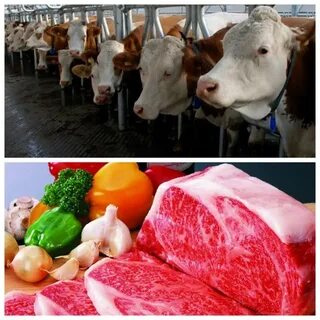 Почему мясо коровы называется