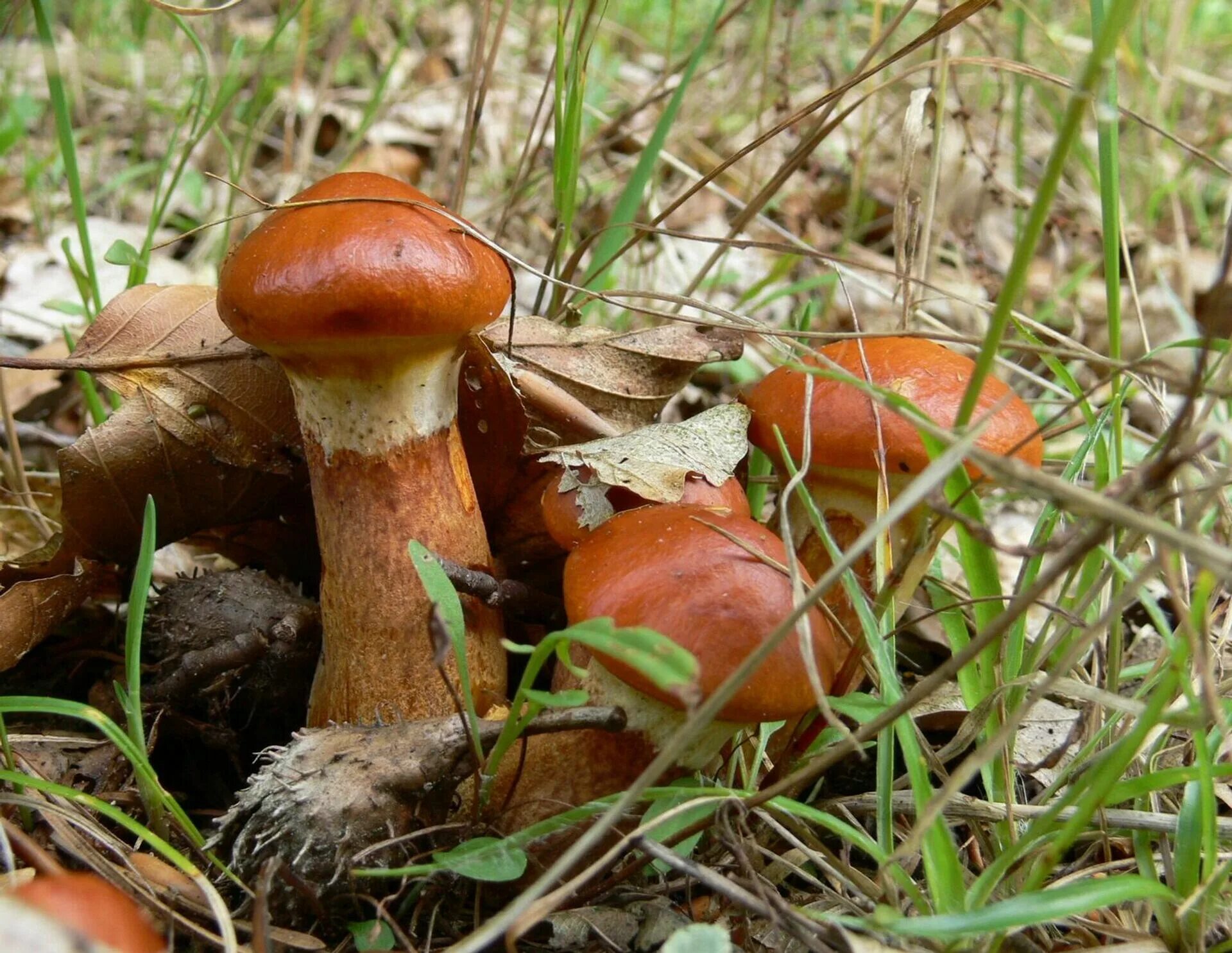 Съедобные грибы маслята. Масленок лиственничный Suillus grevillei. Ложный масленок лиственничный. Маслёнок обыкновенный.