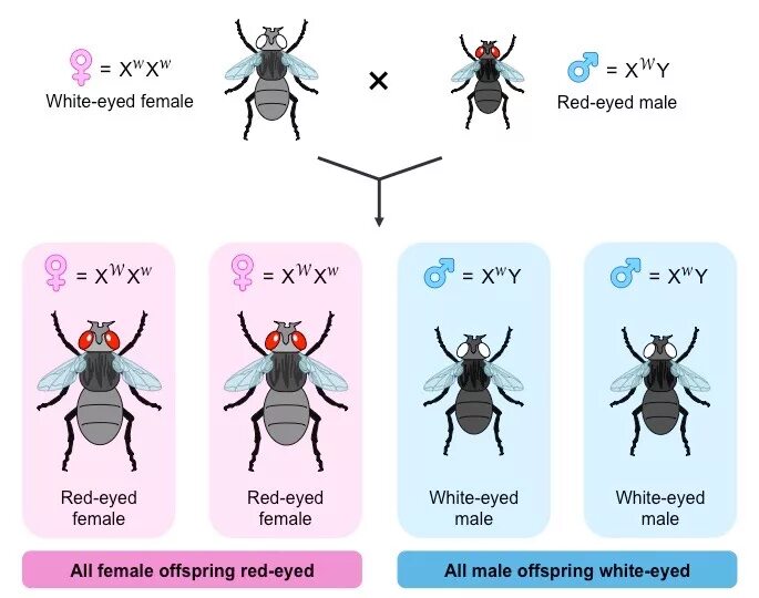 Генотип мухи дрозофилы. Drosophila melanogaster морган. дрозофила меланогастер мутации. мутации формы глаз у дрозофил. дрозофилы генетика.