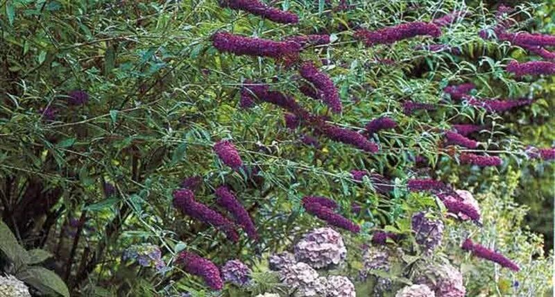 Куст с лиловыми цветками. Кустарник с фиолетовыми метелками. декоративный куст с сиреневыми цветами. кустарник с фиолетовыми кисточками. декоративные кустарники с сиреневыми цветами.