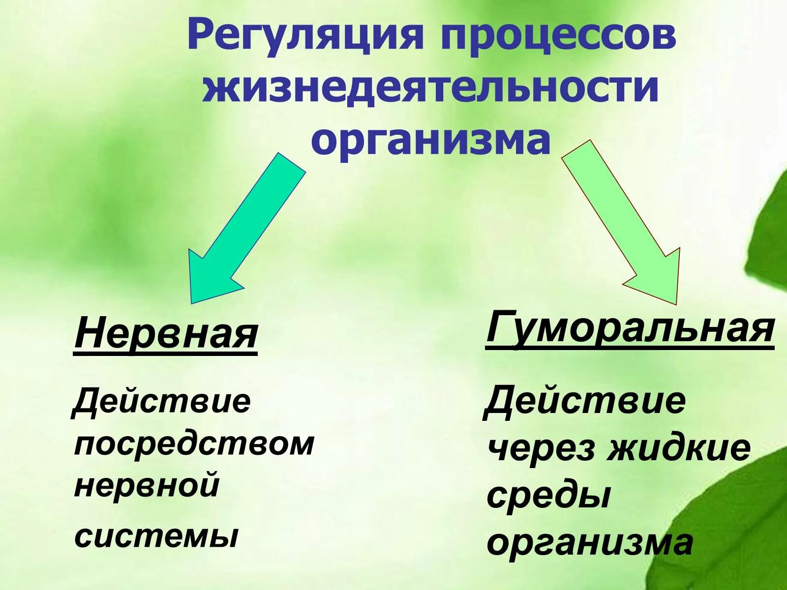 Изменение организмами в процессе жизнедеятельности. Регуляция жизнедеятельности организма. Регуляция процессов жизнедеятельности. Нервная и гуморальная регуляция процессов жизнедеятельности. Нейрогуморальная регуляция процессов жи.