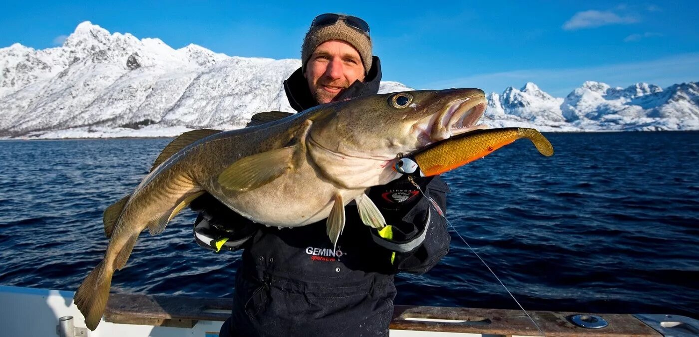 Морская рыбалка треска. Морская рыбалка в Норвегии. Норвежская треска скрей. Рыболовля в Норвегии. Морская рыбалка в Северной Норвегии.