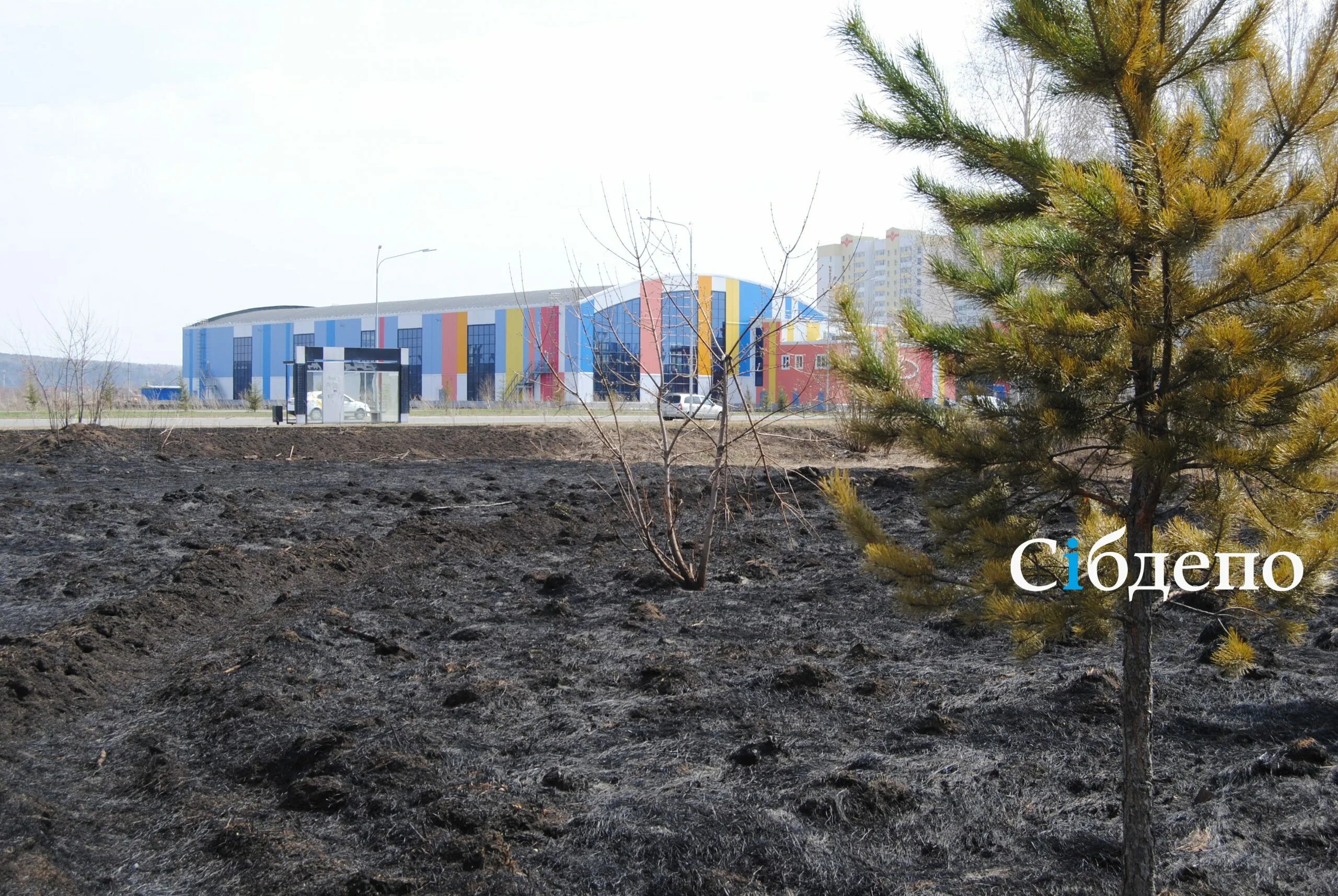Крокус как выглядит после пожара. Кемерово парк. Выжженная трава на Светлоярском парке. Московский парк Кемерово. Парк в Кемерово в мае.