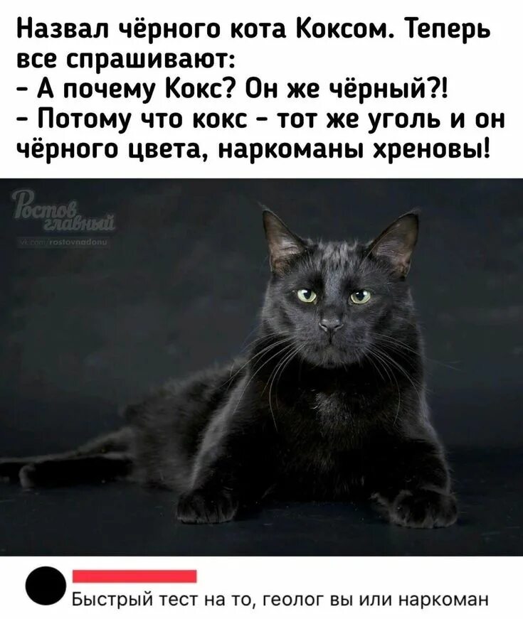 Как обозвать черного. Кличка для черного кота. имя для черного кота. назвал черного кота коксом.