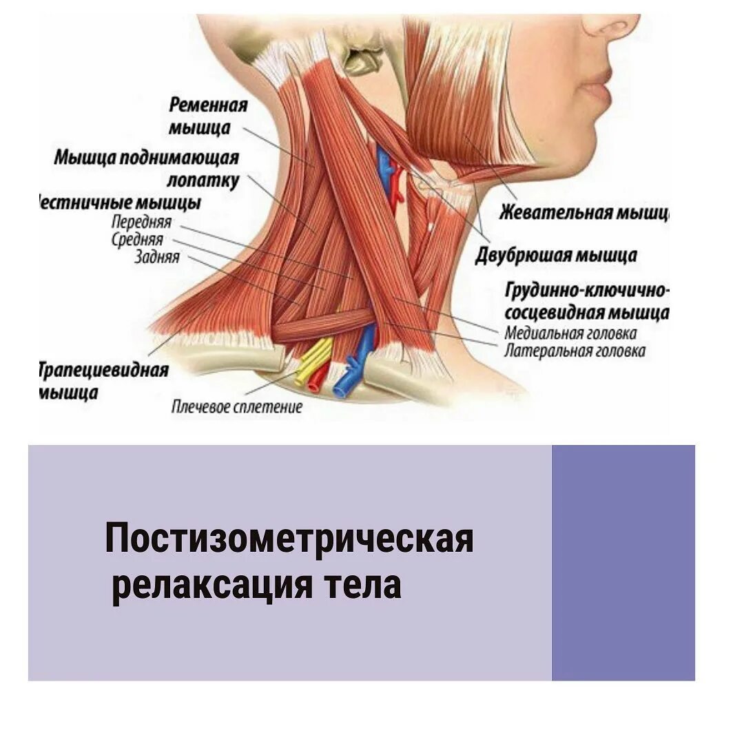 Мышцы шеи сбоку анатомия. Спазм мышц шейно-воротниковой зоны. Глубокие мышцы шеи вид сзади. Поверхностные мышцы шеи вид спереди. Кивательная мышца.
