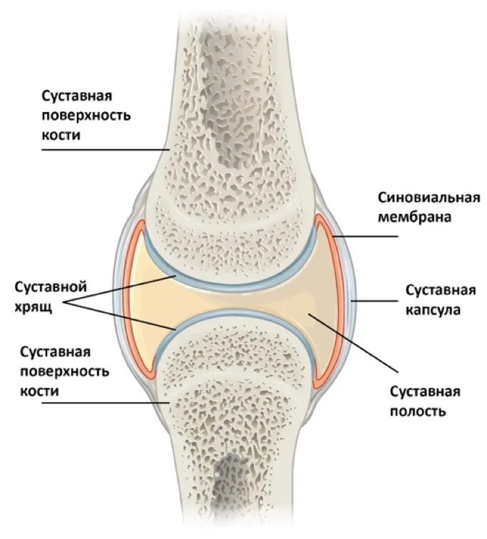 Есть ли в члене хрящ. Суставная полость схема. Строение сустава анатомия. Есть ли в члене хрящ. Схема строения сустава.