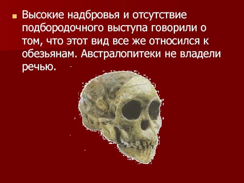 Развитый подбородочный выступ череп. Подбородочный Выступ у австралопитеков. Речь австралопитеков. Владение речью австралопитеков. Наличие подбородочного выступа австралопитек.