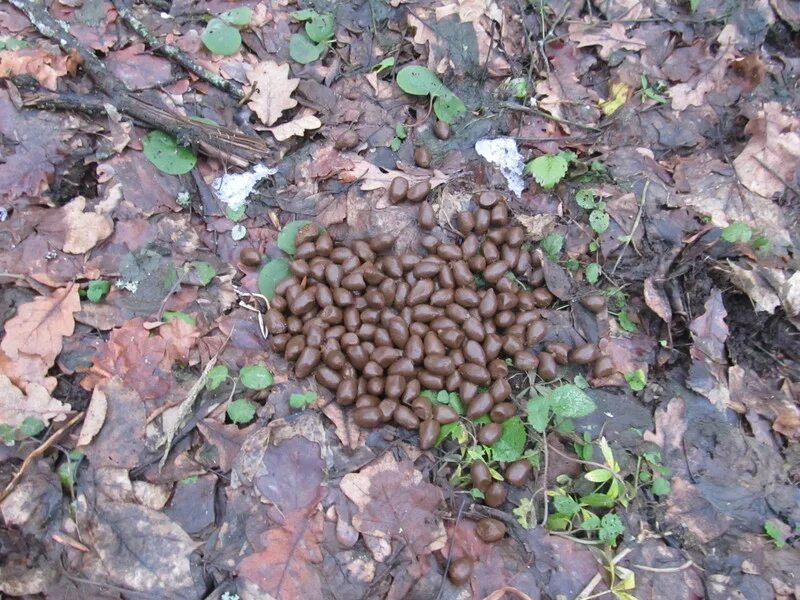 File:Elk pellets.jpg - Wikipedia