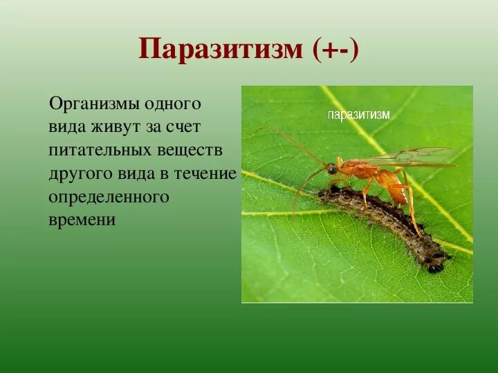 Что такое паразитизм кратко 5 класс. Паразитизм Тип экологический. Паразитизм виды паразитизма. Типы взаимодействия организмов паразитизм.