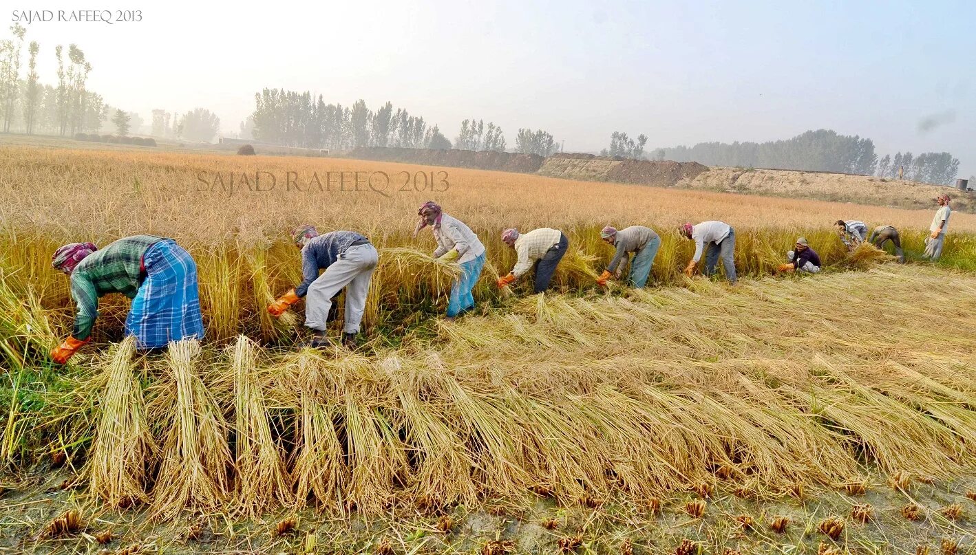 На полях собирают последний урожай. Сбор урожая в поле. Студенты на уборке урожая. Сельское хозяйство тамбовской области. Украинцы собирают урожай в польше.