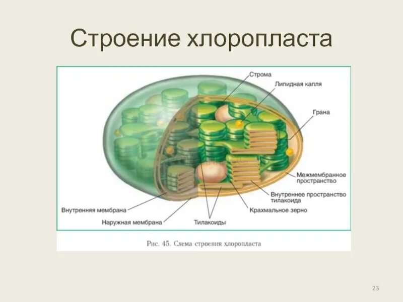 Выберите признаки характерные для хлоропластов