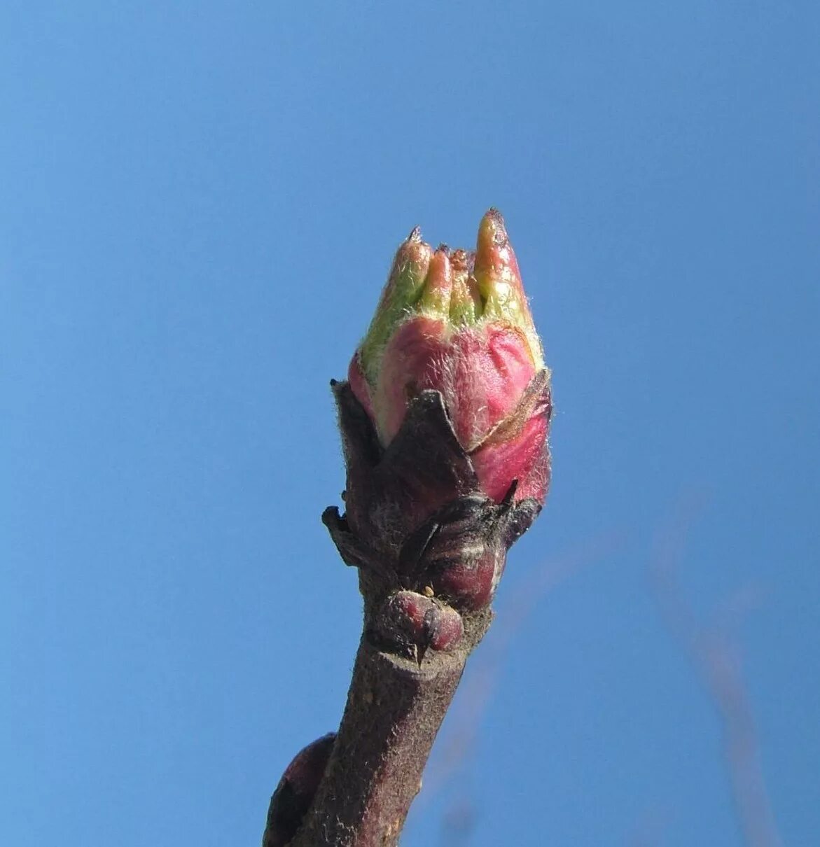Зеленый конус фото. Колоновидная груша цветочные почки. Почки яблони. Бутоны деревьев. Розовый бутон у деревьев.