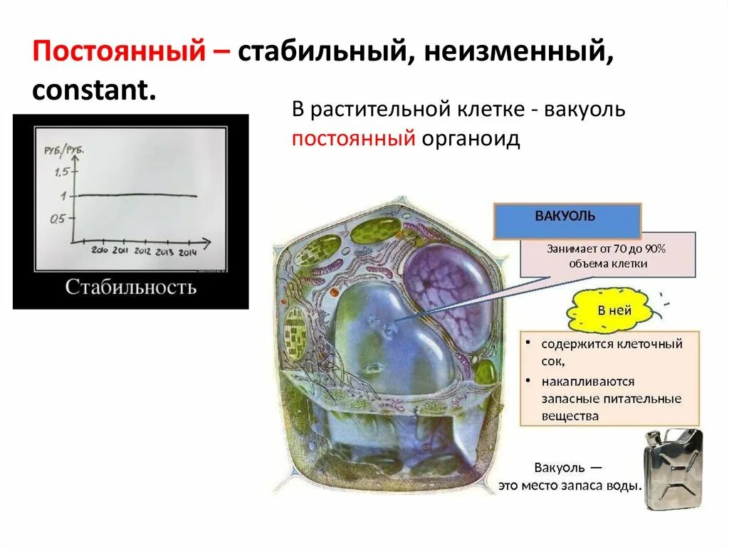 Имеет ли растительная клетка вакуоль. Вакуоли в клетках растений. Вакуоль растительной клетки. Органоид растительной клетки вакуоль. Строение вакуоли.